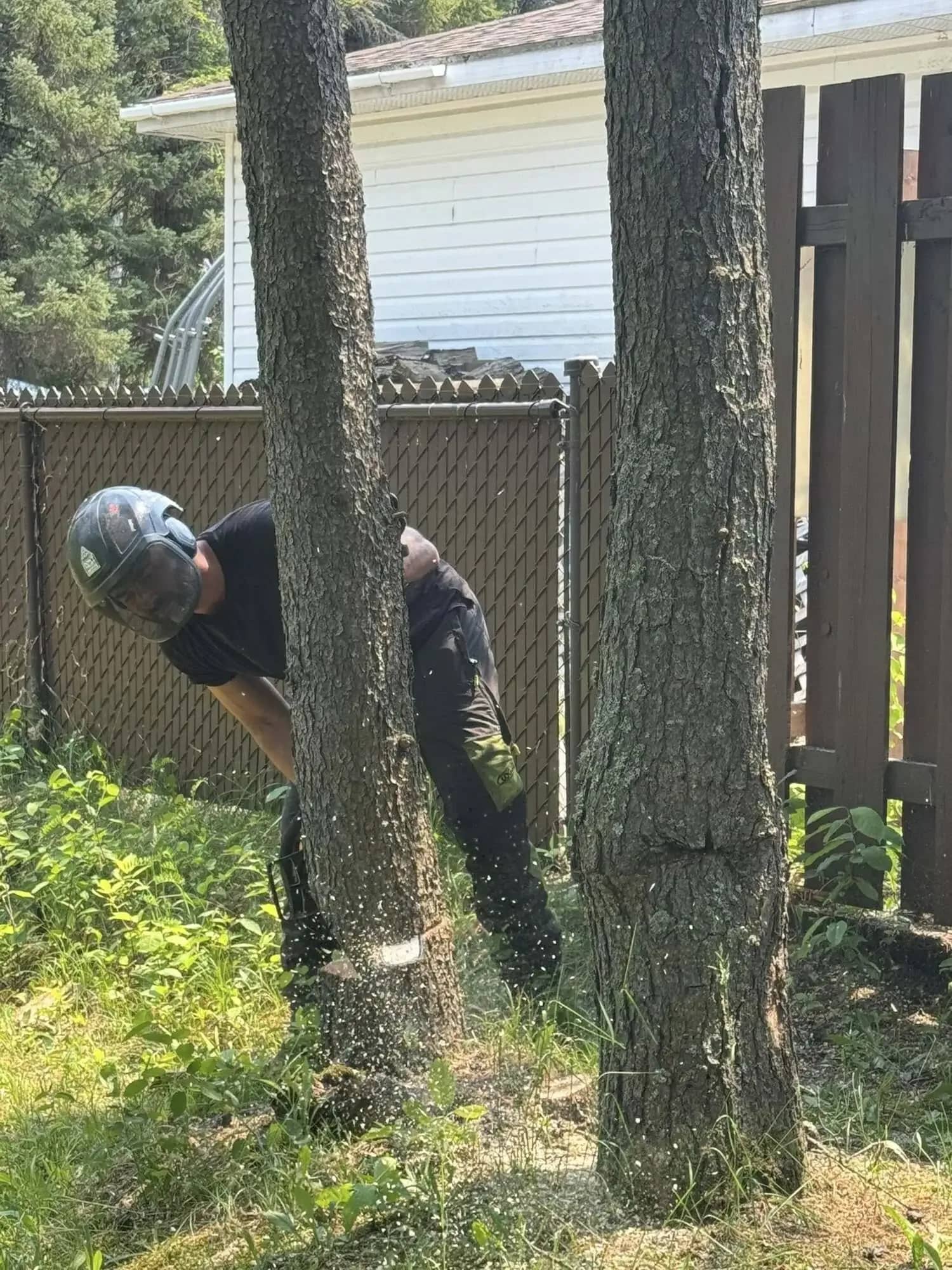 Abattage d’un arbre en cour résidentielle