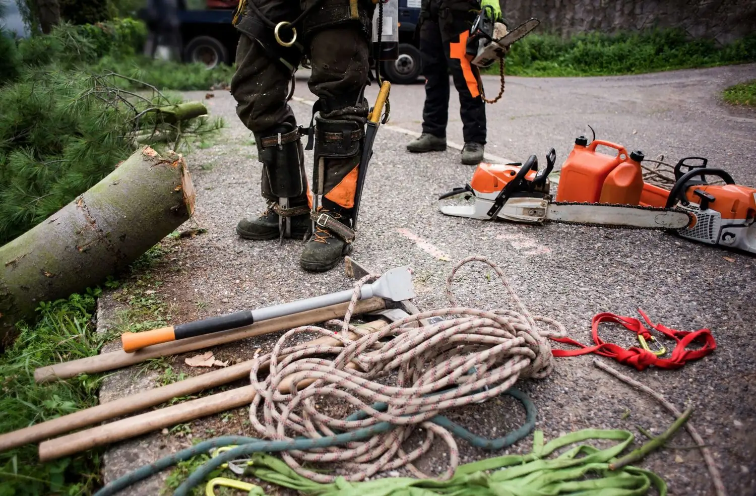 Abatage d'arbres