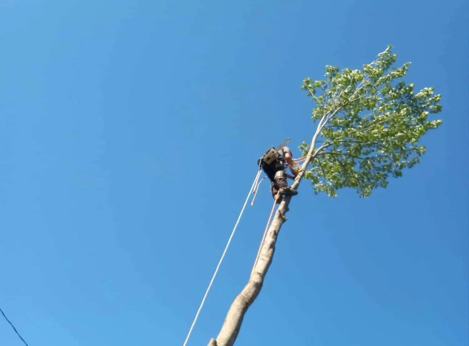 coupe d'arbres