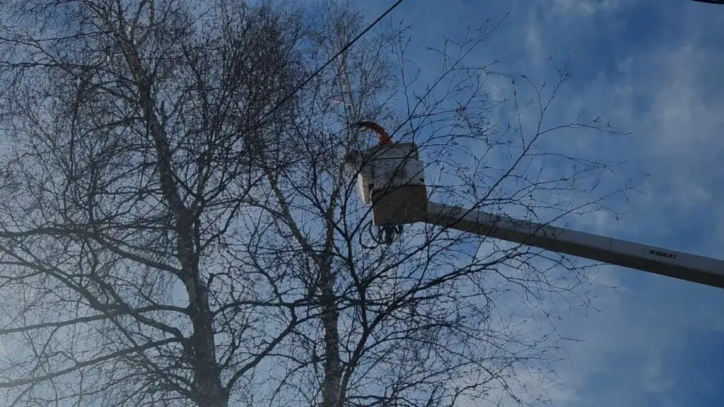 coupe de branches