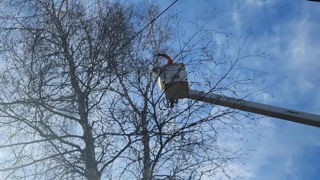 coupe de branches